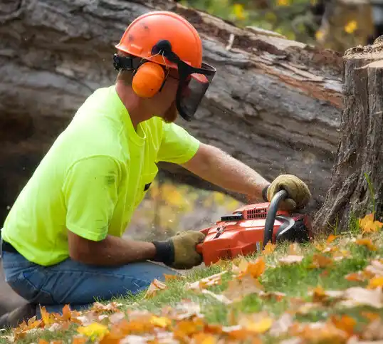 tree services Dunseith